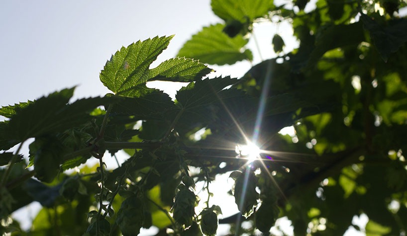 Leading hotel companies launch Sustainable Hospitality Alliance